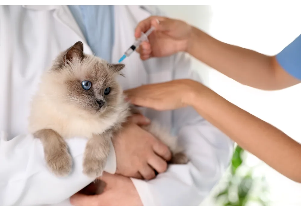 Title: Veterinary Care Prevents Cat Sneezing