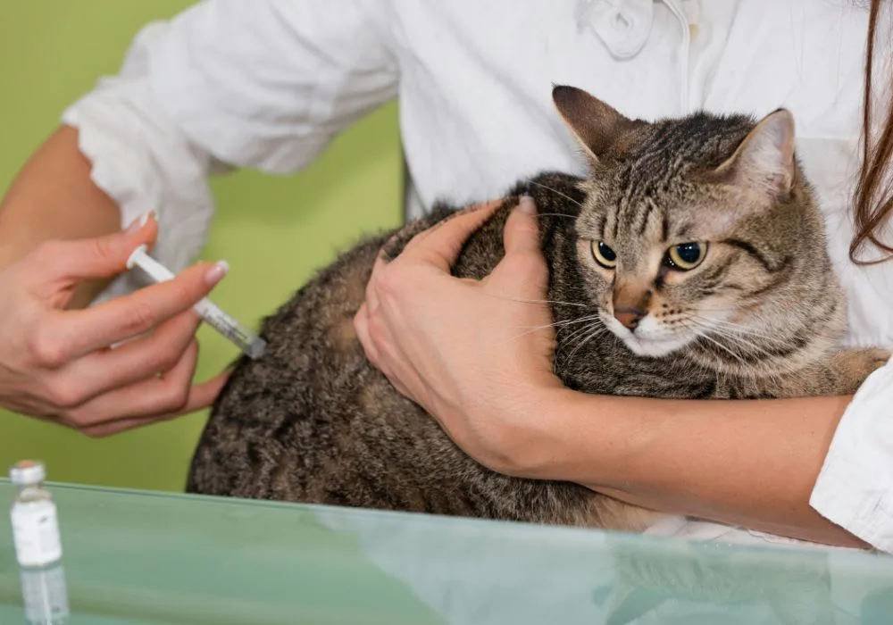 Cat Receiving Rabies Vaccine at Vet Clinic