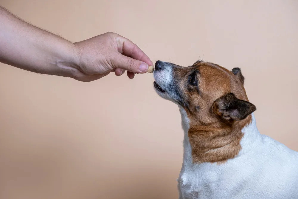 Dog taking gabapentin