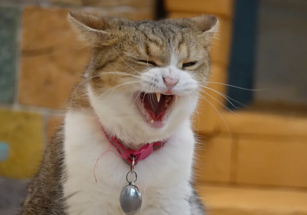 Cat Displaying Signs of Hairball Distress