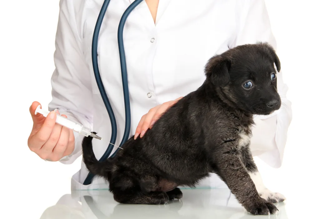 Puppy shot