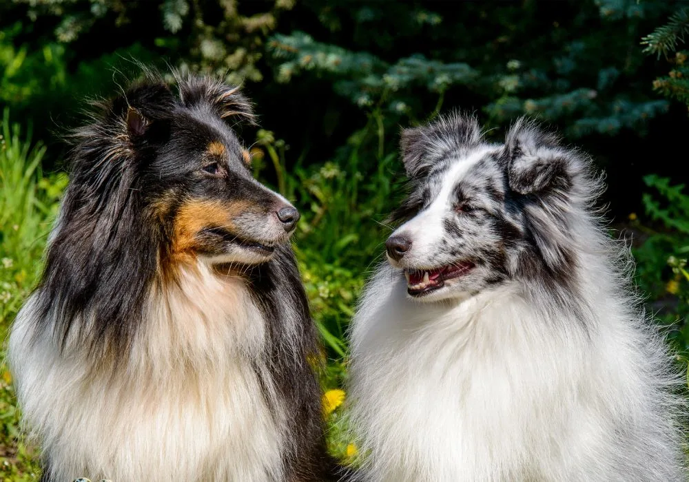 Two Shetland Sheepdogs Showing Different Sheltie Color Patterns