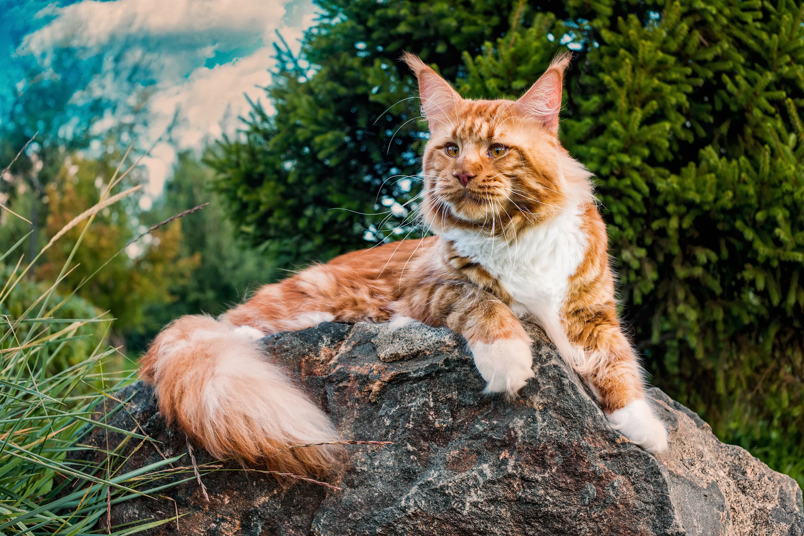 Maine coon big cat breed