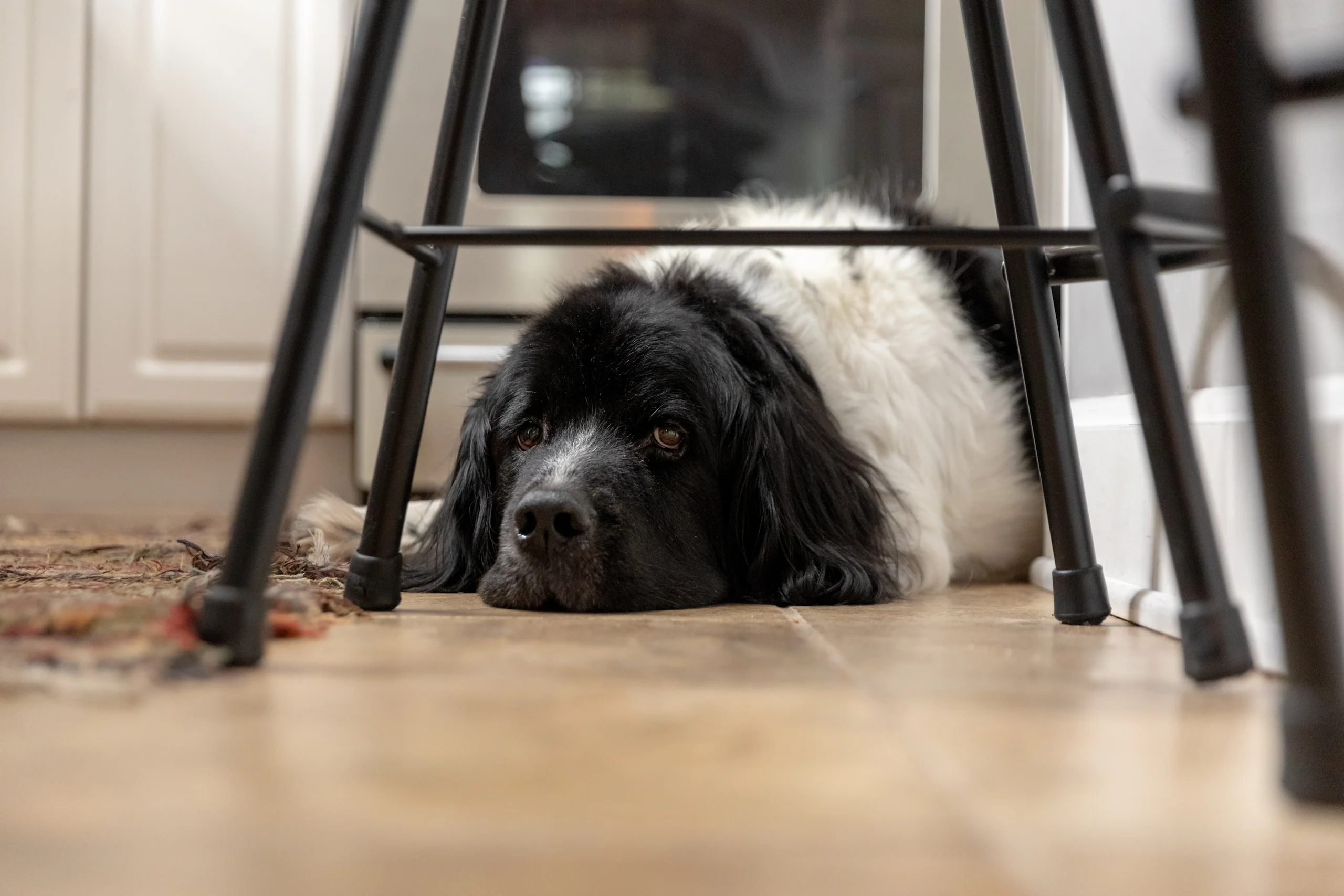 Newfoundland Laying on Kitchen Floor