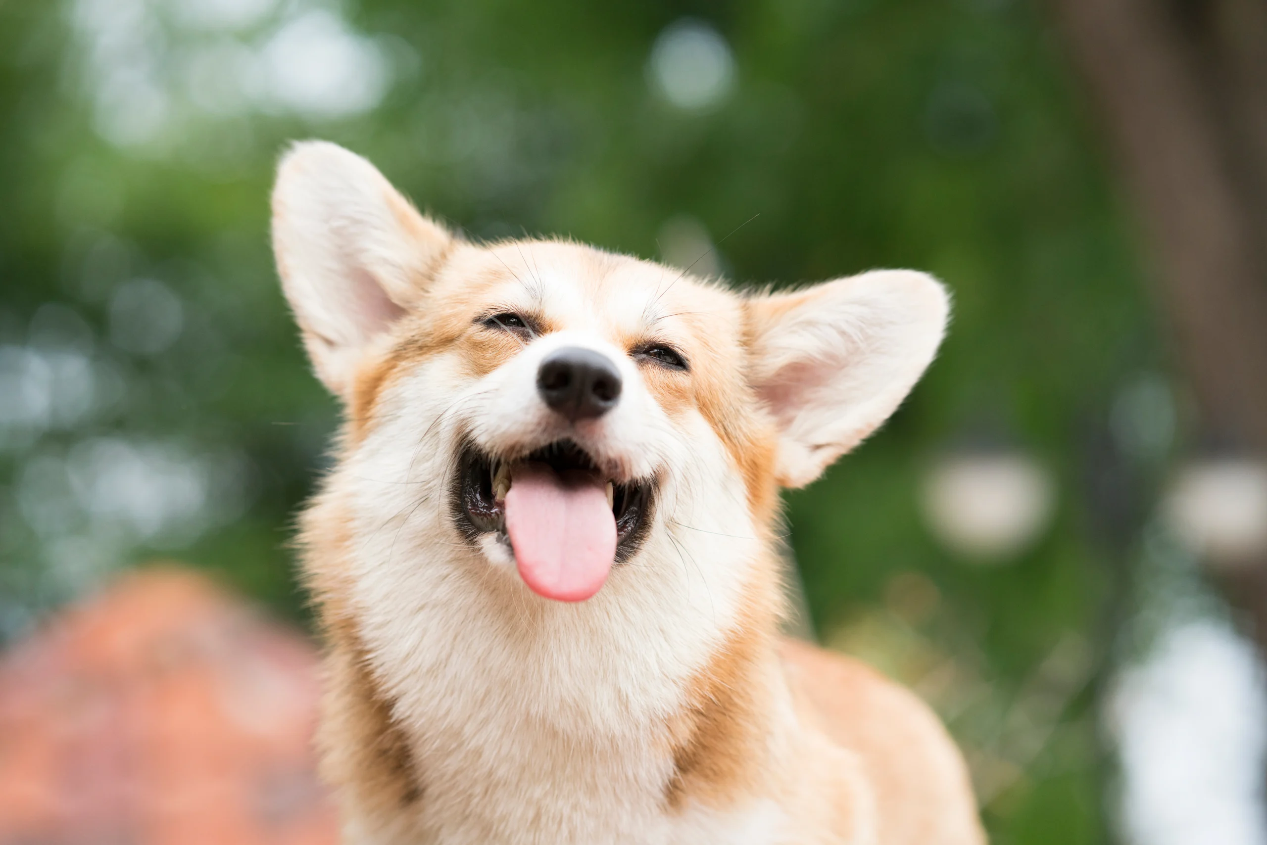Bordetella Vaccine for Dogs Helps Keep Active Pups