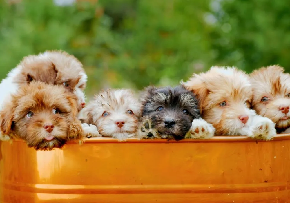 Charming Shihpoos: The Adorable Shih Tzu-Poodle Hybrid