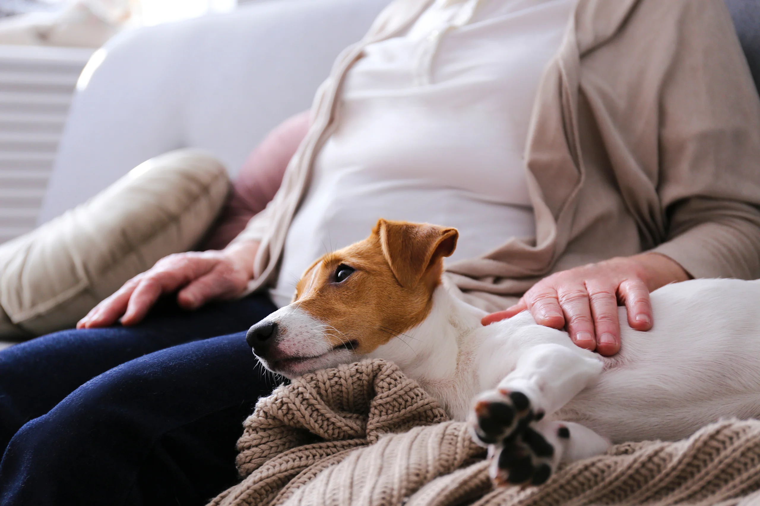 Emotional Support Dog Comforting Owner by Lying Down on Their Lap