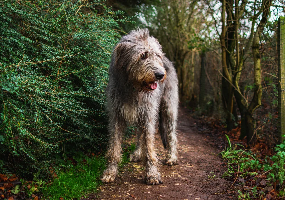 The Irish Wolfhound - a calm dog breed