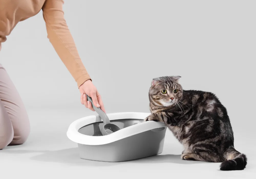 A human trying to collect cat urine sample