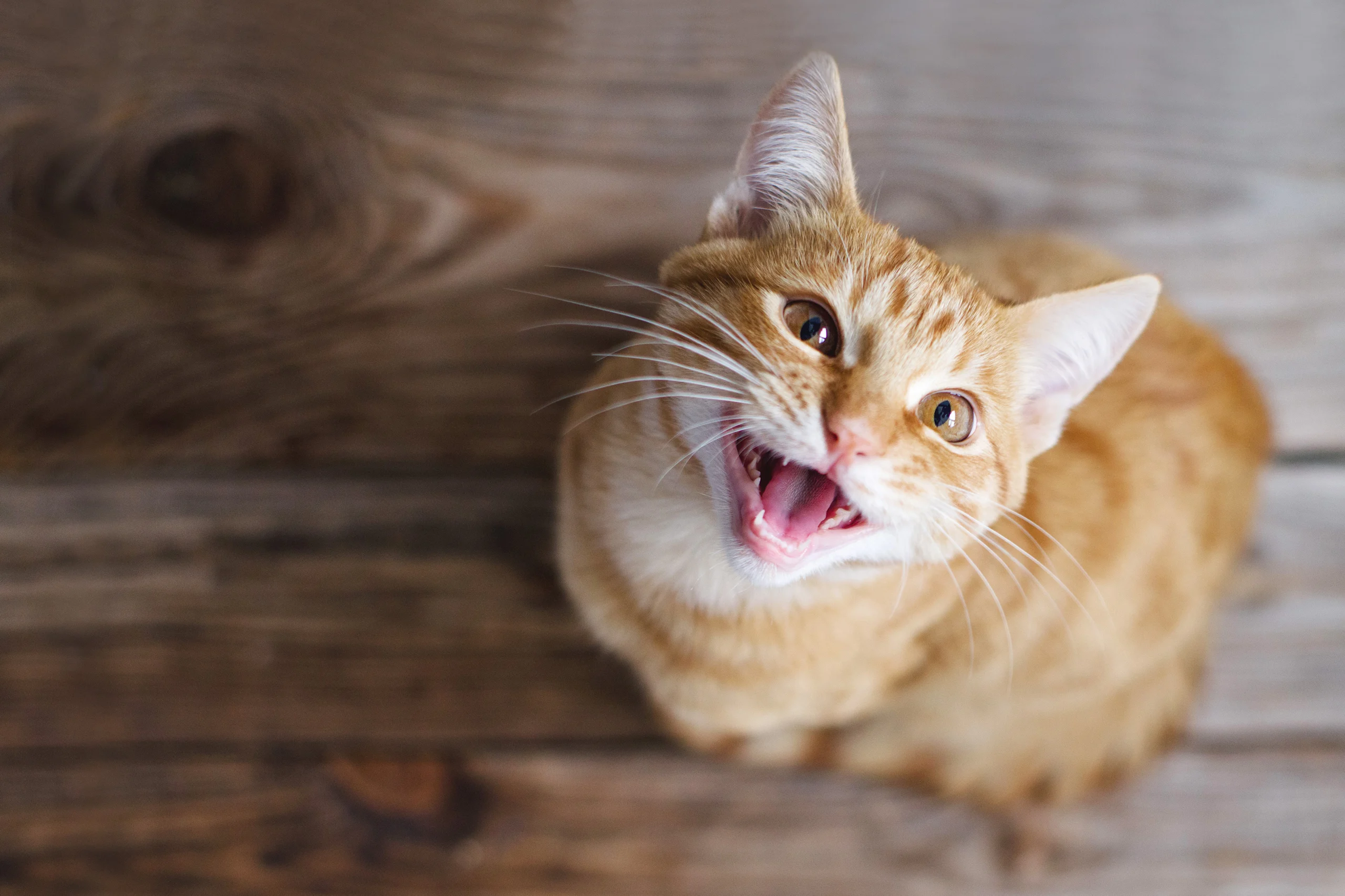 A bright orange tabby cat sitting on a wooden floor, looking up with its mouth open and teeth and pink gums clearly visible. This close-up view offers a perfect opportunity to highlight feline dental health and the importance of recognizing periodontal disease in cats, a condition closely related to periodontal disease in dogs.