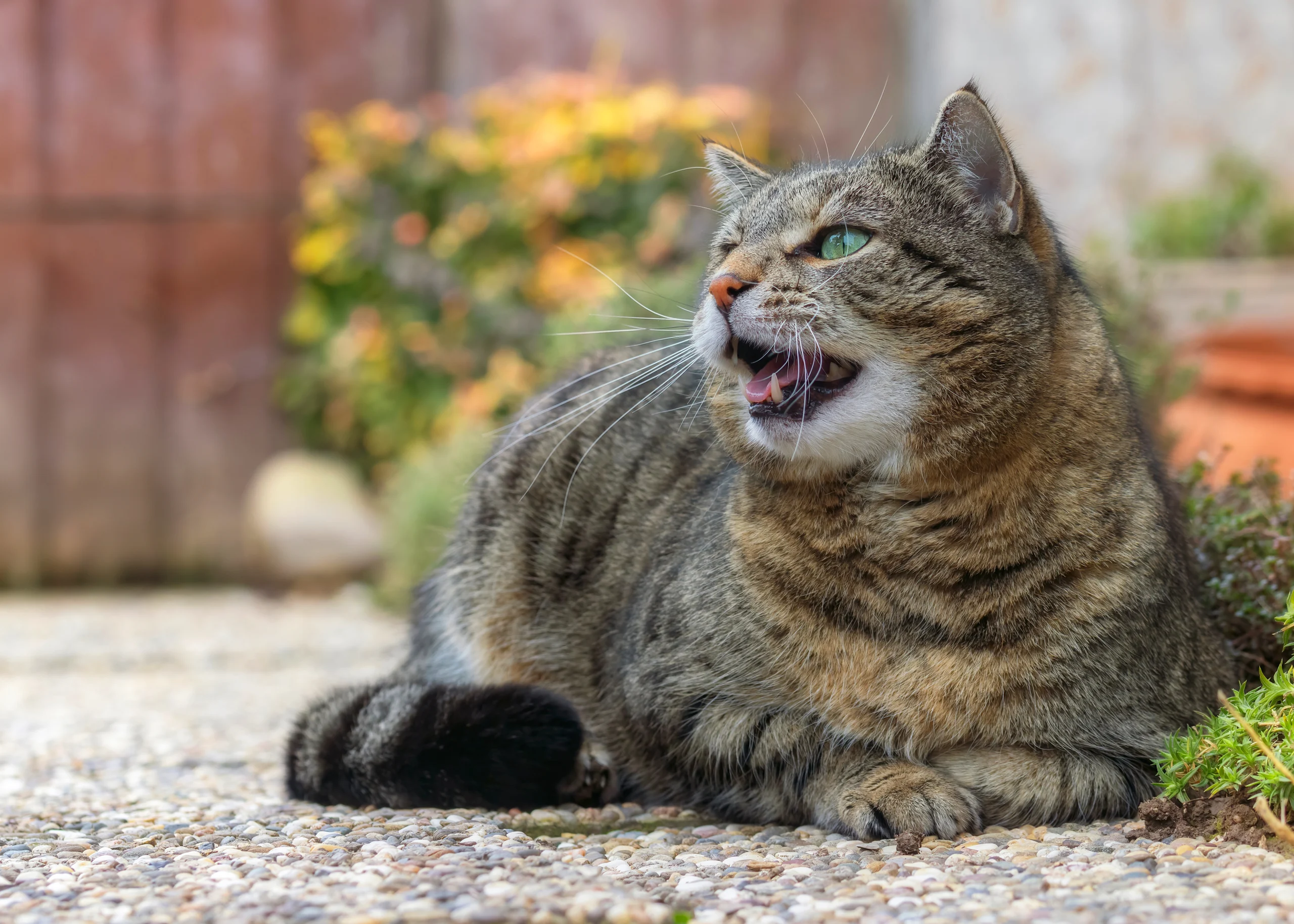A long-haired tabby and white cat sits at a dark window with mouth open and teeth exposed mid-chatter