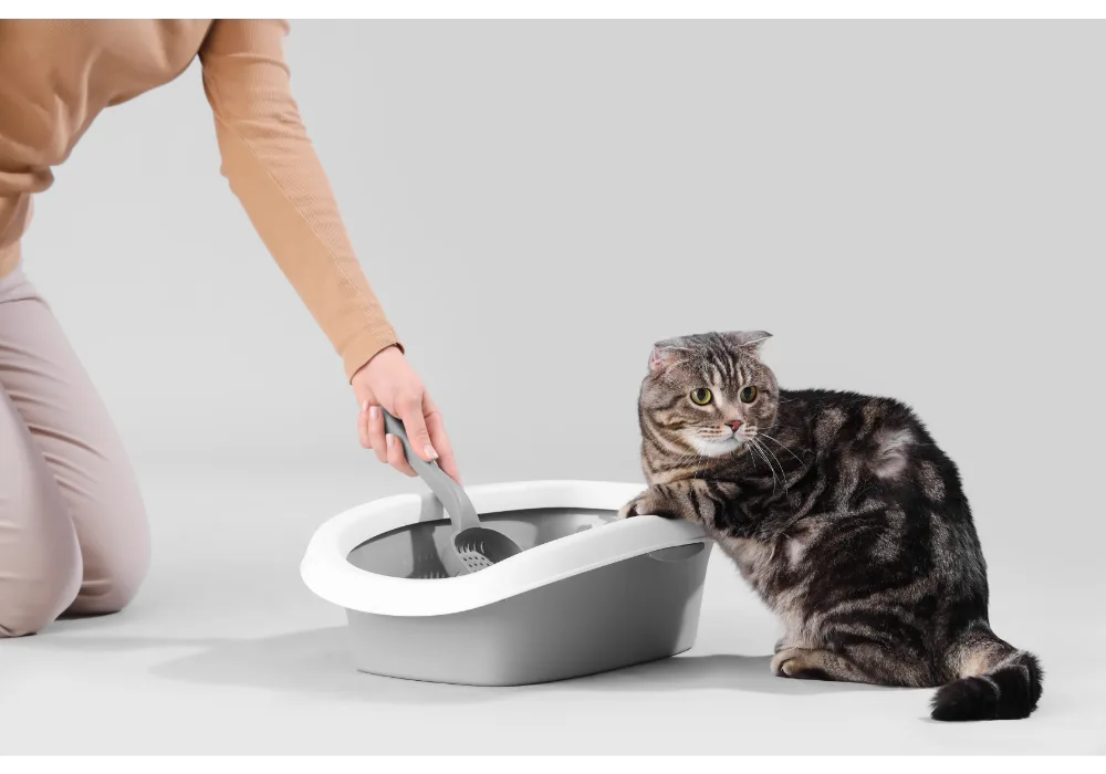 A person cleaning a modern litter box while a tabby cat sits nearby