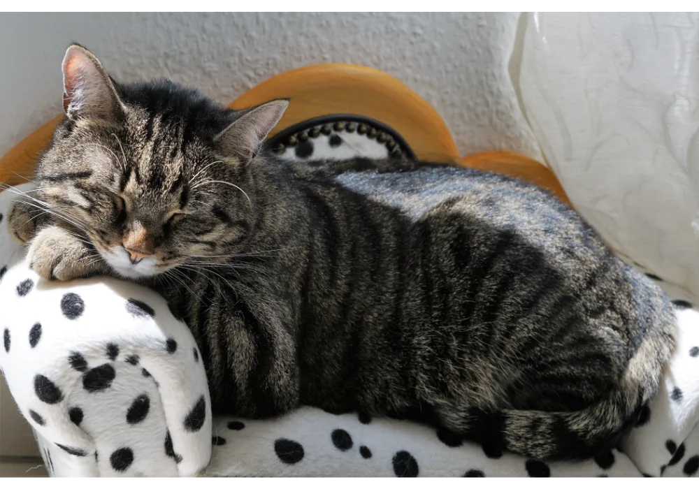 This peaceful tabby cat demonstrates why cats are nocturnal animals, resting comfortably during daytime hour.
