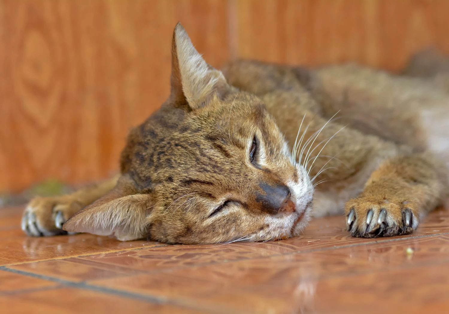 A Resting FIV-Positive Tabby Cat on Tiled Floor
