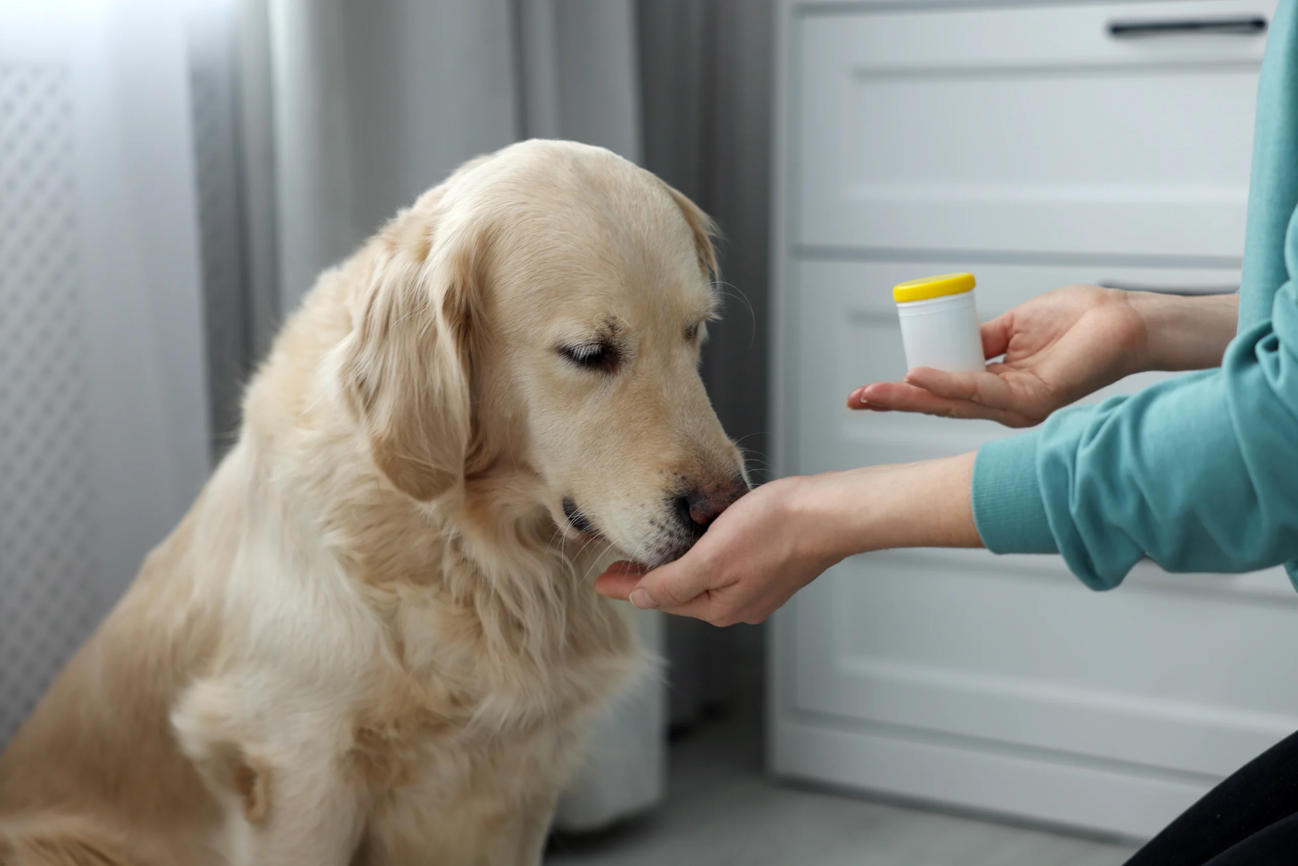 Golden Retriever Taking a Pill From a Medication Bottle