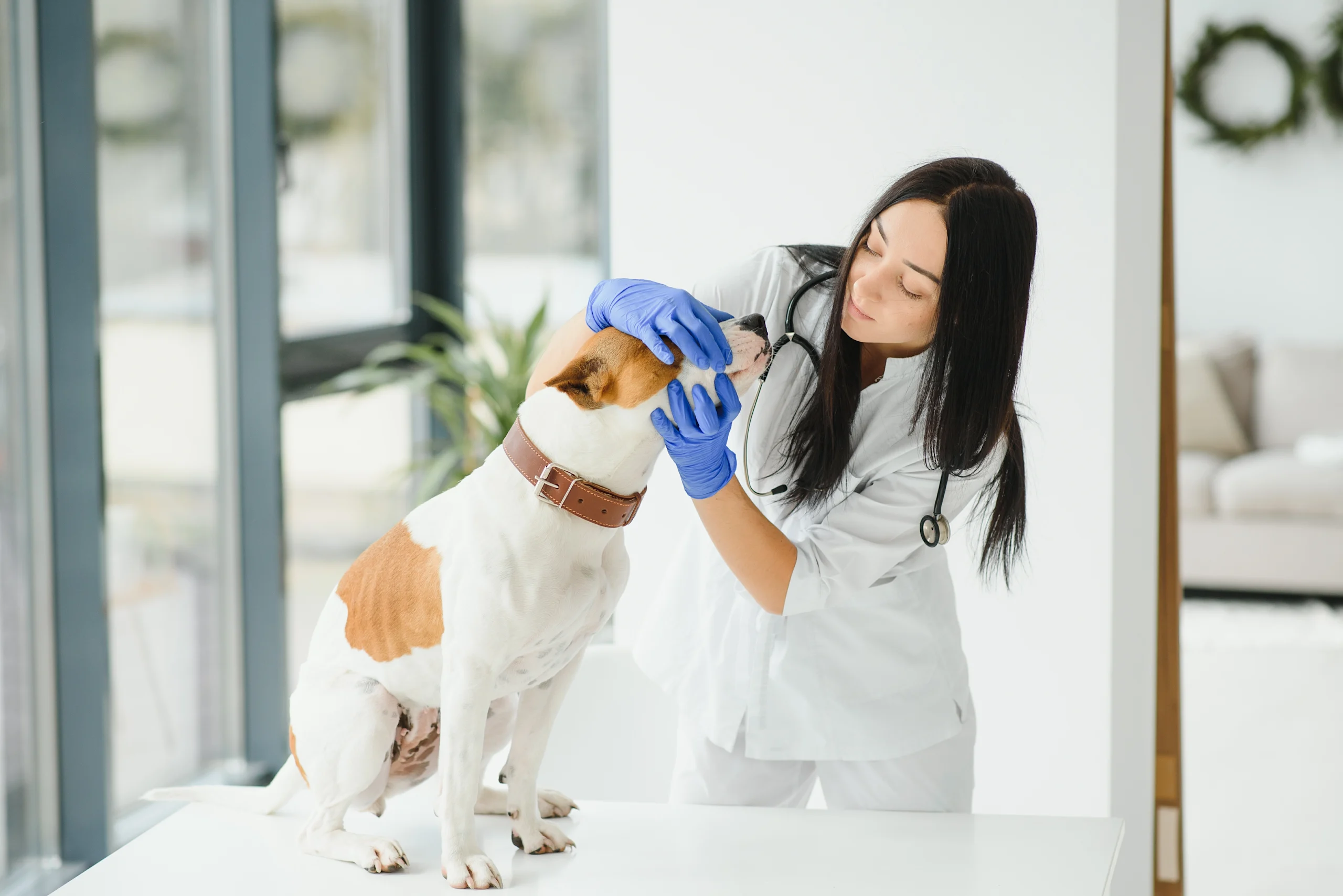 Veterinarian Examining a Jack Russell Terrier at a Clinic