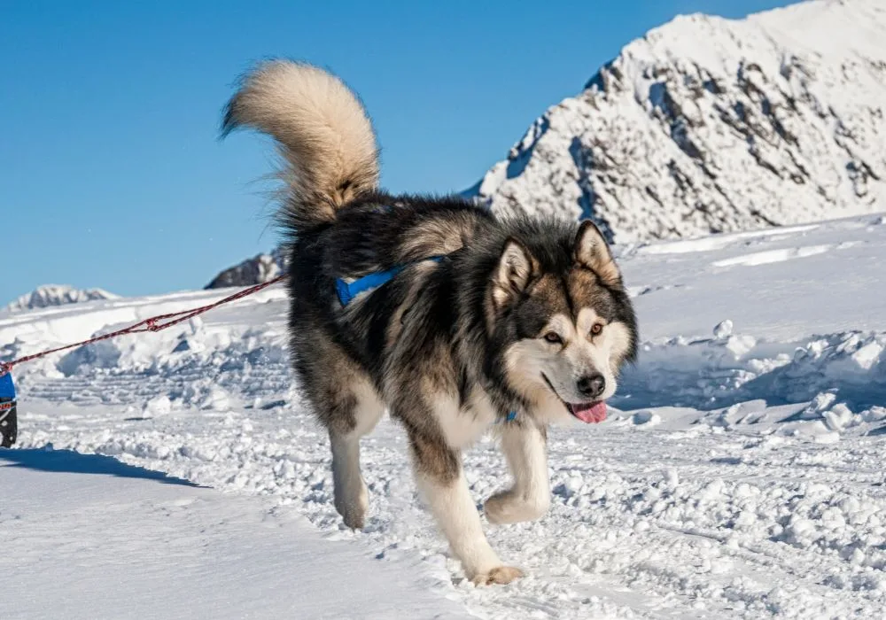 Alaskan Malamute Pulling a Sled on a Snowy Mountain Trail