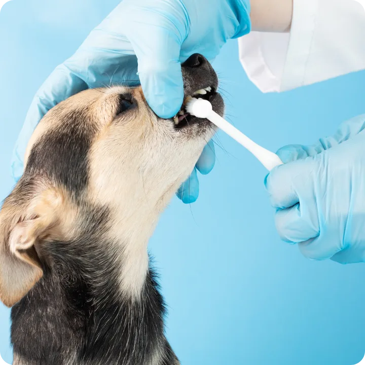 Why Orlando Pet Parents Choose Embrace
