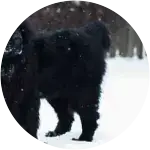 Caswell---Newfoundland Puppy Needs Cruciate Ligament Surgery
