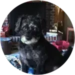 Buddy from Chesterland, Ohio had pet insurance