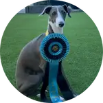 Enzo, Megan's Italian Greyhound