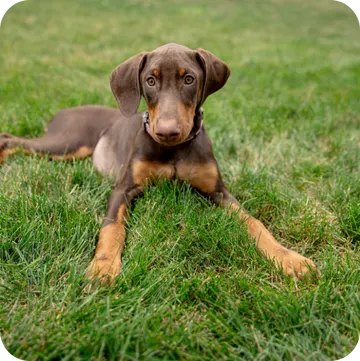 Hurricane Season in Fort Lauderdale: Your Pet's Safety Net