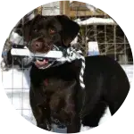 A playful black labrador retriever holding a white cylindrical toy in his mouth is well taken care of with a routine care.