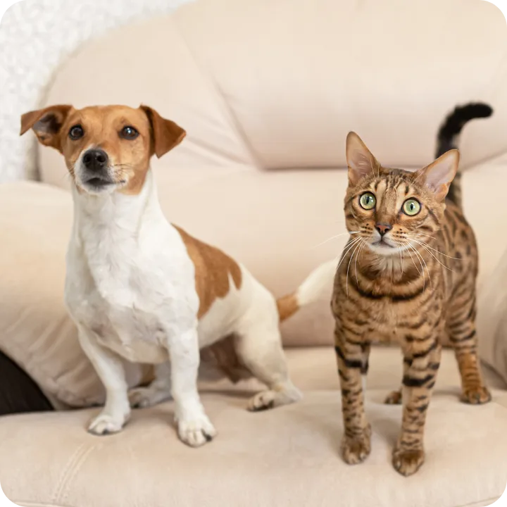 Why Mount Vernon Pet Parents Choose Embrace