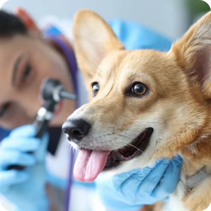 Pet Surgical Coverage Exclusions
