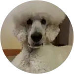 A white standard poodle in the image looking all so serious, suffered from Gastric Dilatation Volvolus or Bloat.