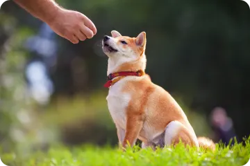 Does Pet Insurance Cover Training?