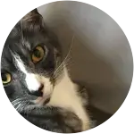 Squirt, the cat with yellow eyes in this image racked up a surprising vet bill after curiosly eating cat litter.
