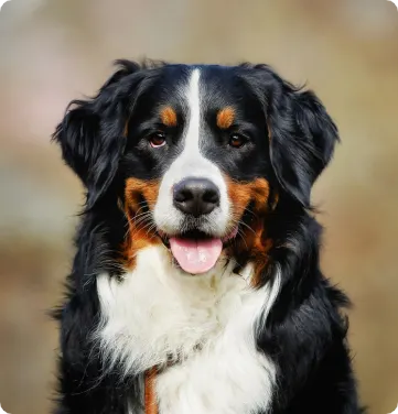 Bernese Mountain Dog from Fort Collins Needed Surgery
