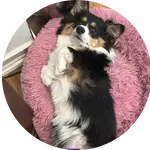 Poppy Mae's Close Call_image