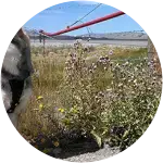 Tamaskan's Health Issues and Ligament Tear