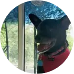 The image shows a black mixed breed dog cleverly named Shadow who experienced Chronic Bronchitis.