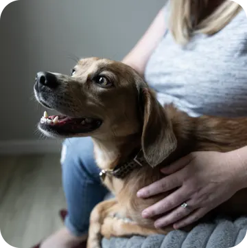 How Austin's Festival Culture Affects Pet Safety