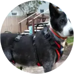 A black and white colored-fur who looks like a tuxedo cat had surgeries and complementary treatments.