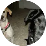 Lexington-and-tucker Regular Checkups and Vaccinations for Two Dogs
