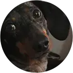 Dapple Dachshund Eats Plastic