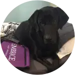 A black labrador retriever who looks so sad had a foreign body ingestion.