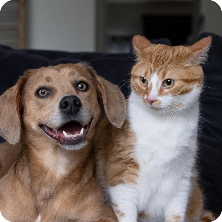 Common Hereditary & Genetic Disorders in Dogs & Cats