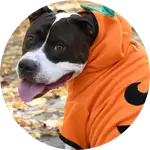 Diesel the dog