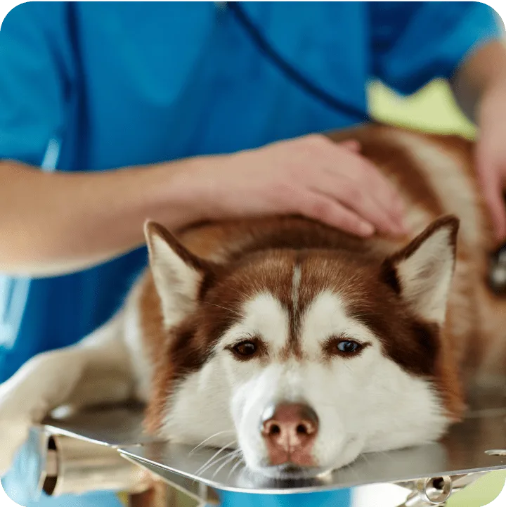 How Does Pet Insurance Cover X-Rays?