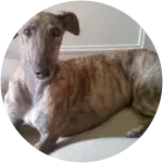 This greyhound dog lounging on their living room floor had quite an ordeal after accidentally swallowing a stolen corn cob.