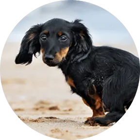A Miniature-Dachshund on the beach