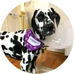 The cutest dalmation pup wearing a cone of shame during her healing time on dealing with Pancreatitis.