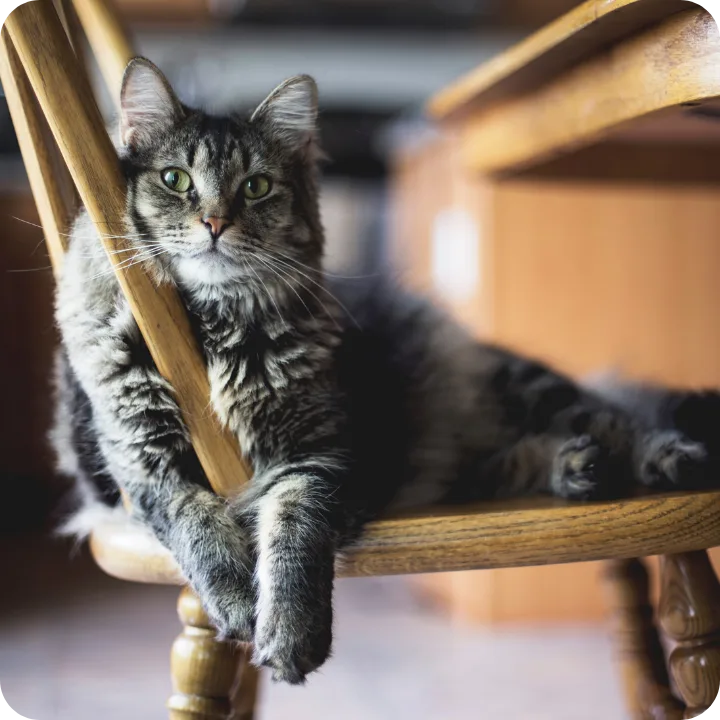 Does Pet Insurance Always Cover Physical Therapy?