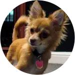 A chihuahua dog named Chiquita, wearing a black collar with watermelon like charm had an encounter with another dog.