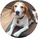 A beagle lounging on their recliner in the balcony suffered from raisin intoxication.